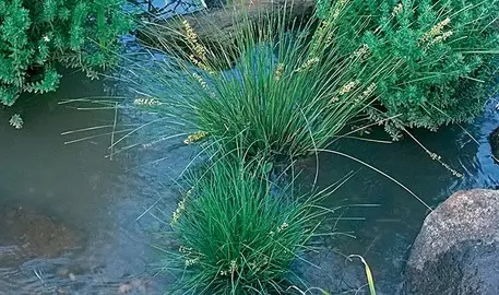 Will Lomandra Grow In Wet Soil?