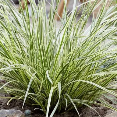 Why Is Lomandra White Sands So Popular In NZ?