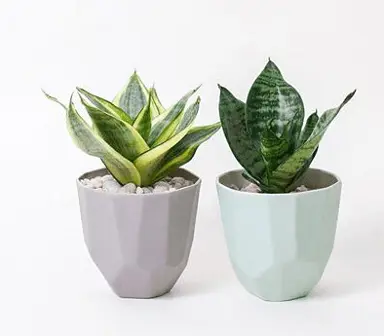 Low Light Bathroom Plants.