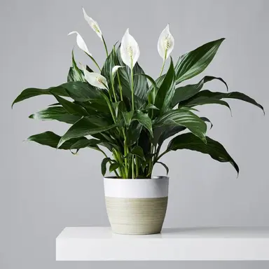 Low Light Plants for Indoors.