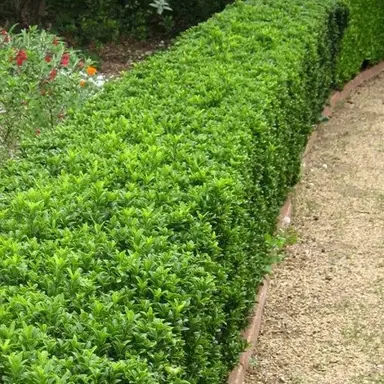 Low Maintenance Hedge Plants.