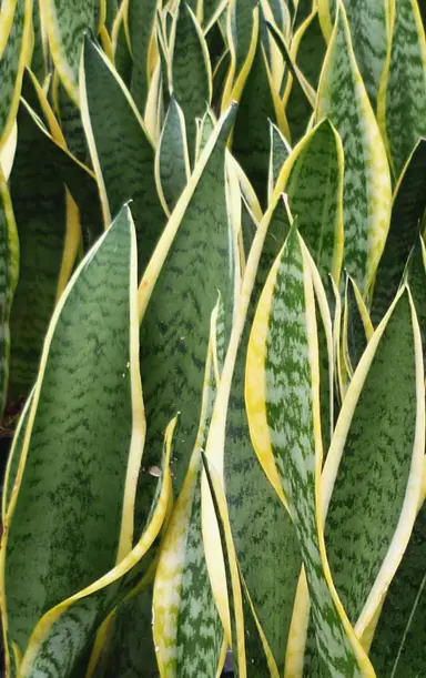 Low Maintenance Indoor Plants.