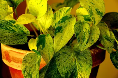 Low Maintenance Leafy Plants.