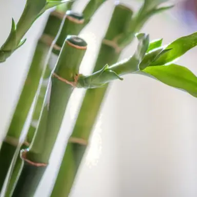 How To Care For Lucky Bamboo.