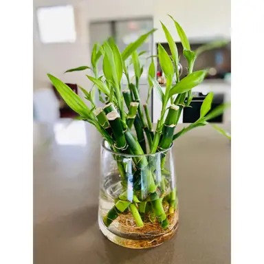 How Should I Fertilise My Lucky Bamboo Plant?