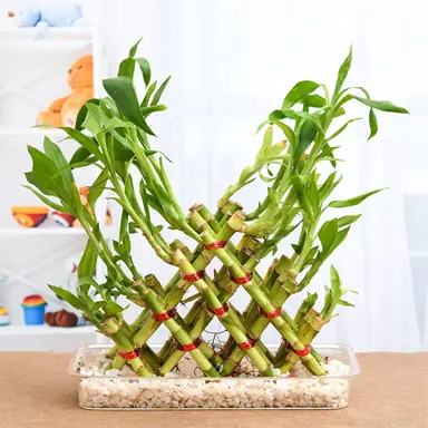 How Long Does Lucky Bamboo Live?