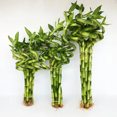 How To Propagate Lucky Bamboo Plants.