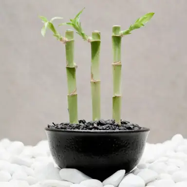 What Is The Significance Of Lucky Bamboo?