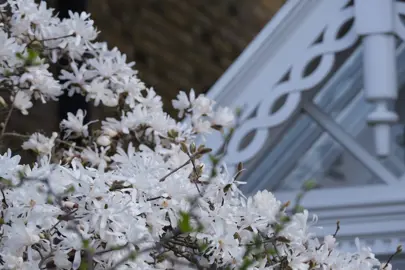 Magnolia (Magnolia stellata).