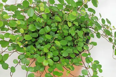 What Is Maidenhair Vine?