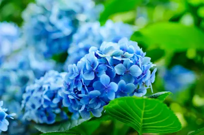 How To Maintain Hydrangeas.