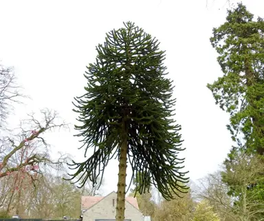 Maintaining Your Monkey Puzzle Tree.