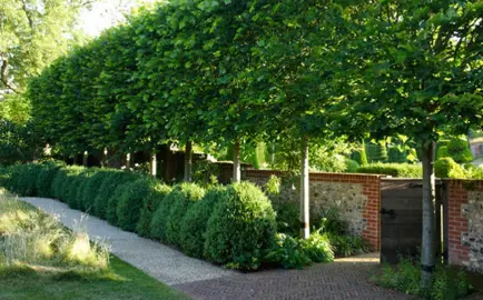 How To Create A Pleached Hedge.