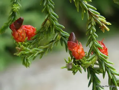 Are There Male And Female Rimu Trees?