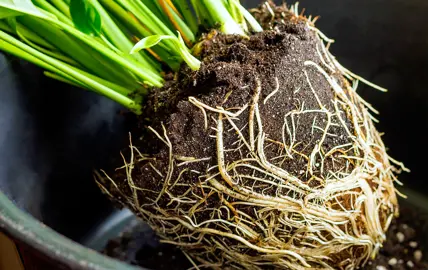 Managing Rootbound Plants.