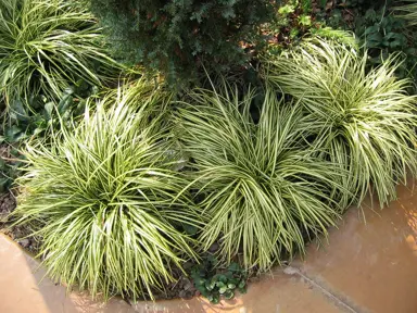 Managing Carex Problems.