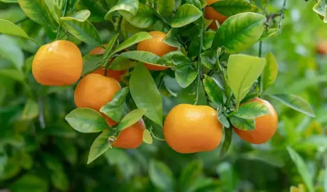 How To Care For Mandarins In Autumn.