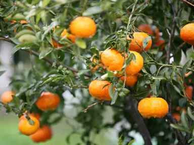 How To Care For Mandarins In Spring.
