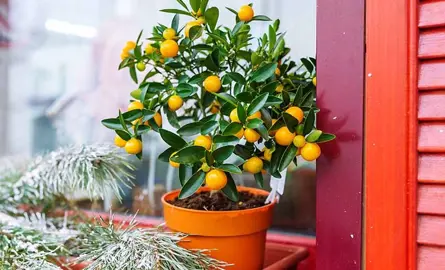 How To Care For Mandarins In Winter.