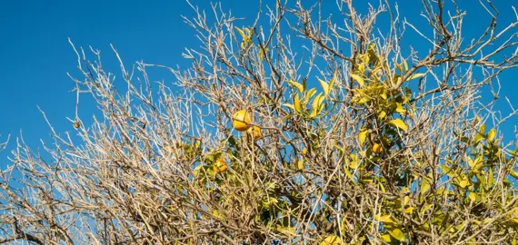 Why Is My Mandarin Tree Dying?