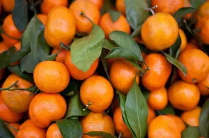 Mandarin Trees.