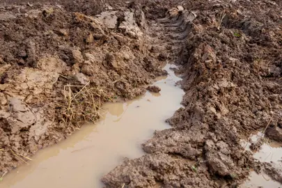 Can Mandarins Grow In Wet Areas?