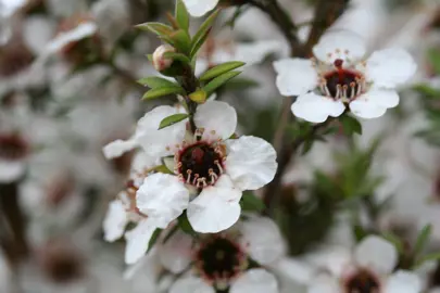 Caring for Your Manuka Plant.