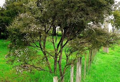 Characteristics and Growth Habit.