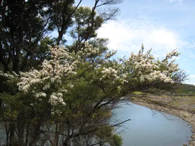 Manuka in New Zealand Ecosystems.
