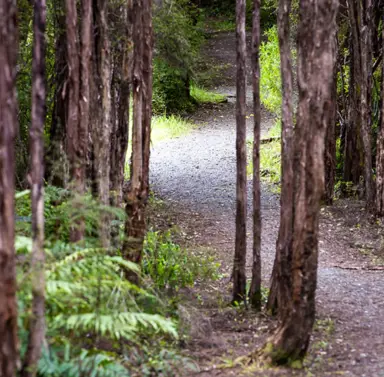 Manuka Uses in Landscaping.