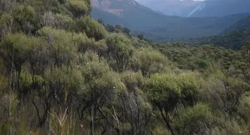 Does Manuka Like Wet Soil?