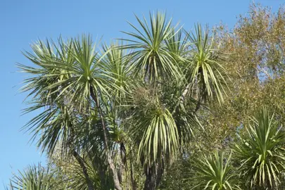 What Is The Cabbage Tree Māori Name?