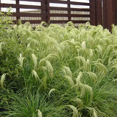 What Is The Maori Name For Chionochloa Flavicans?