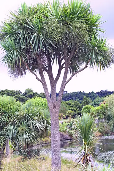 What Is The Maori Tree?