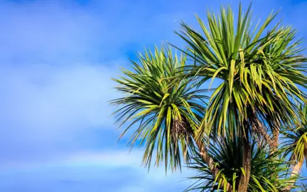 What Did Maori Use Cabbage Tree For?