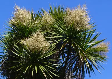 What Does It Mean When Cabbage Trees Flower?