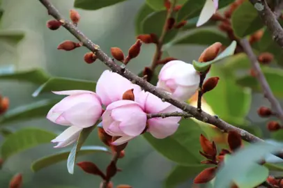 Michelia ‘Bubbles’.