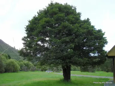 Miro Tree Facts.