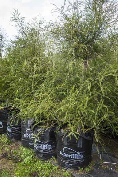 Miro trees for sale.