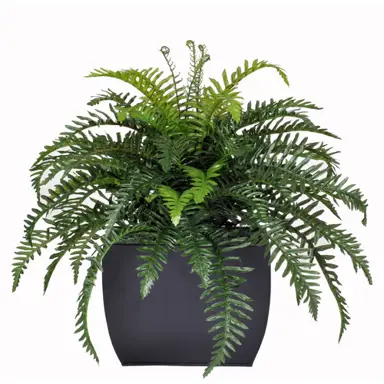 Moisture-Loving Bathroom Plants.