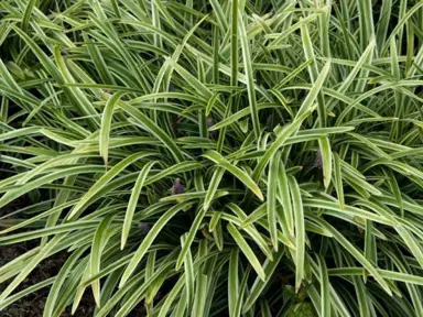 Is Monkey Grass The Same As Liriope?