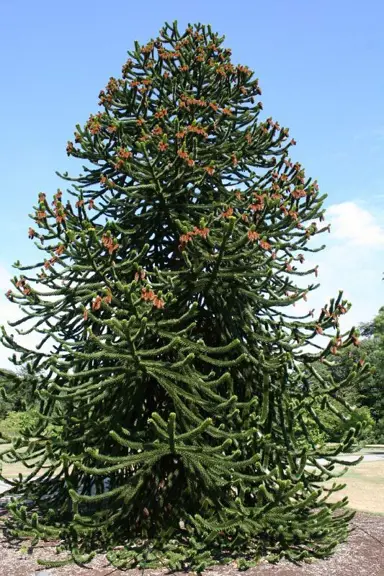 Understanding Monkey Puzzle Tree Needs.