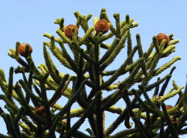 Common Monkey Puzzle Tree Questions.