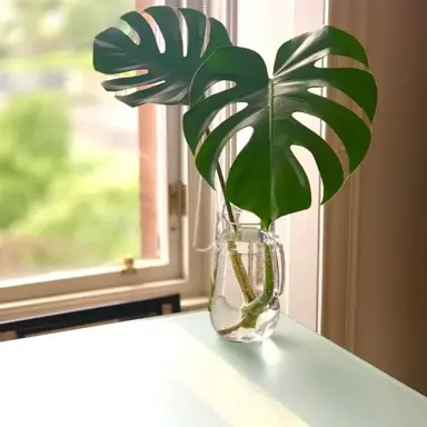 Simple Propagation By Cuttings.