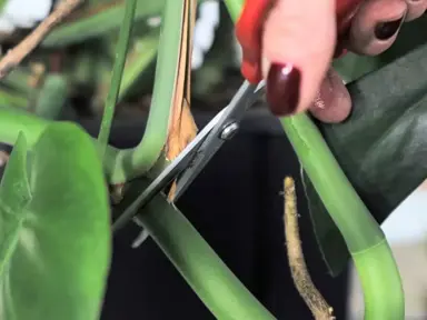 Pruning Guidelines.