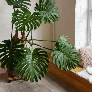 When to Repot.