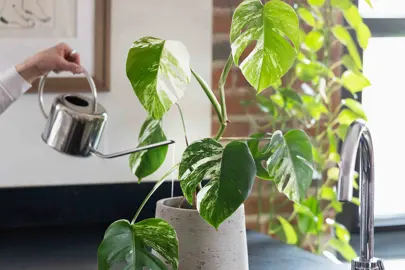 Watering Tips.