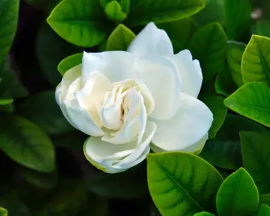 What Is The Most Fragrant Gardenia Flower In NZ?