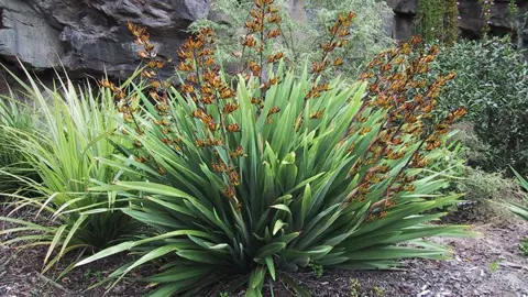 What Is The Most Hardy Flax?