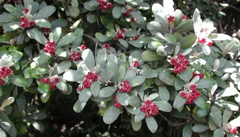 What Is The Hardiest Pittosporum?